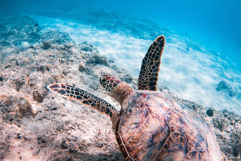 Honu Paradise - Seascapes