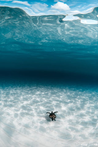 Island Vibes - Underwater