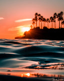 Those Trees Again - Seascapes